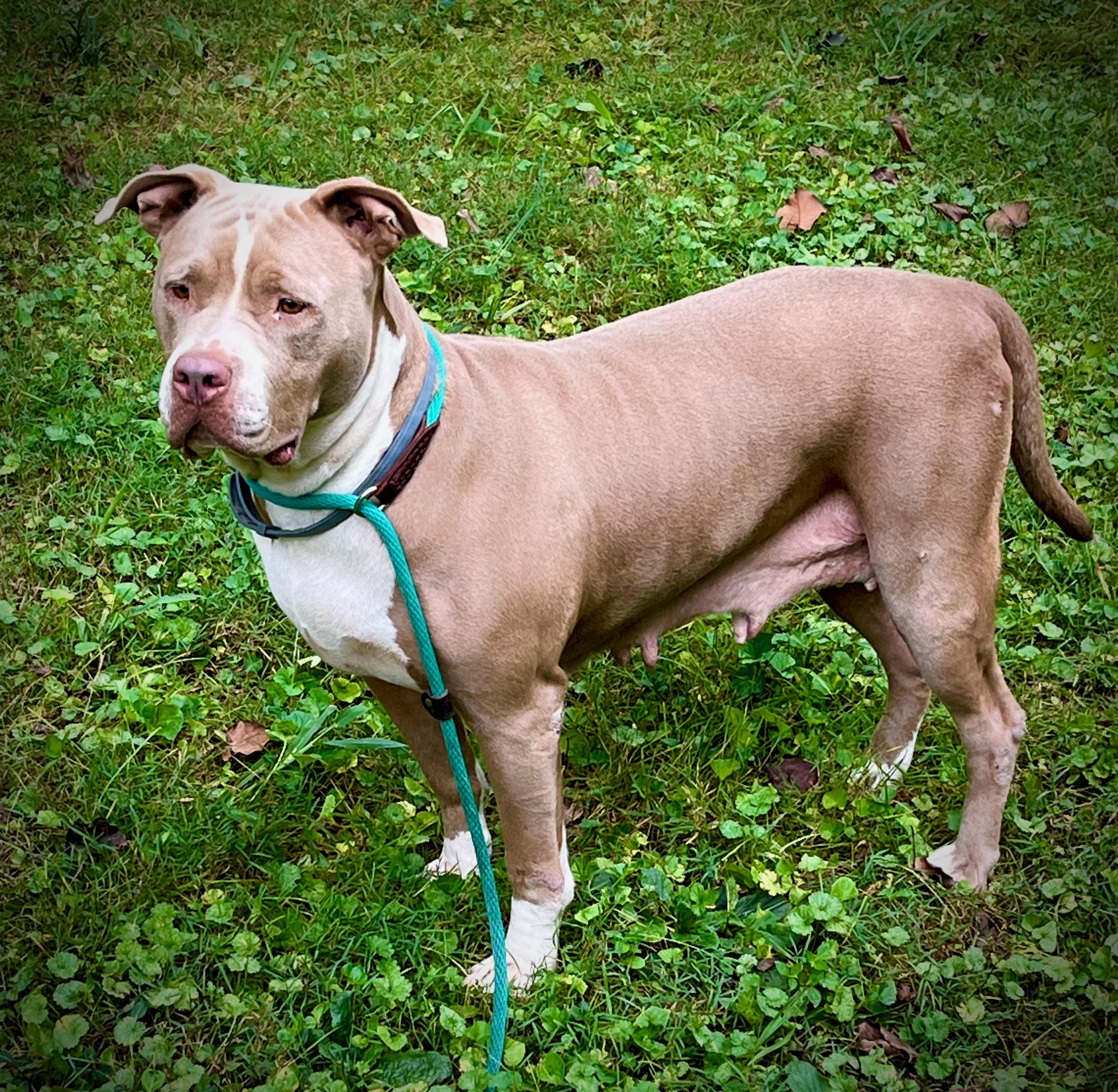 Enlarge Oaklyn, a Adoptable American Bully in Powell, TN image 1/6