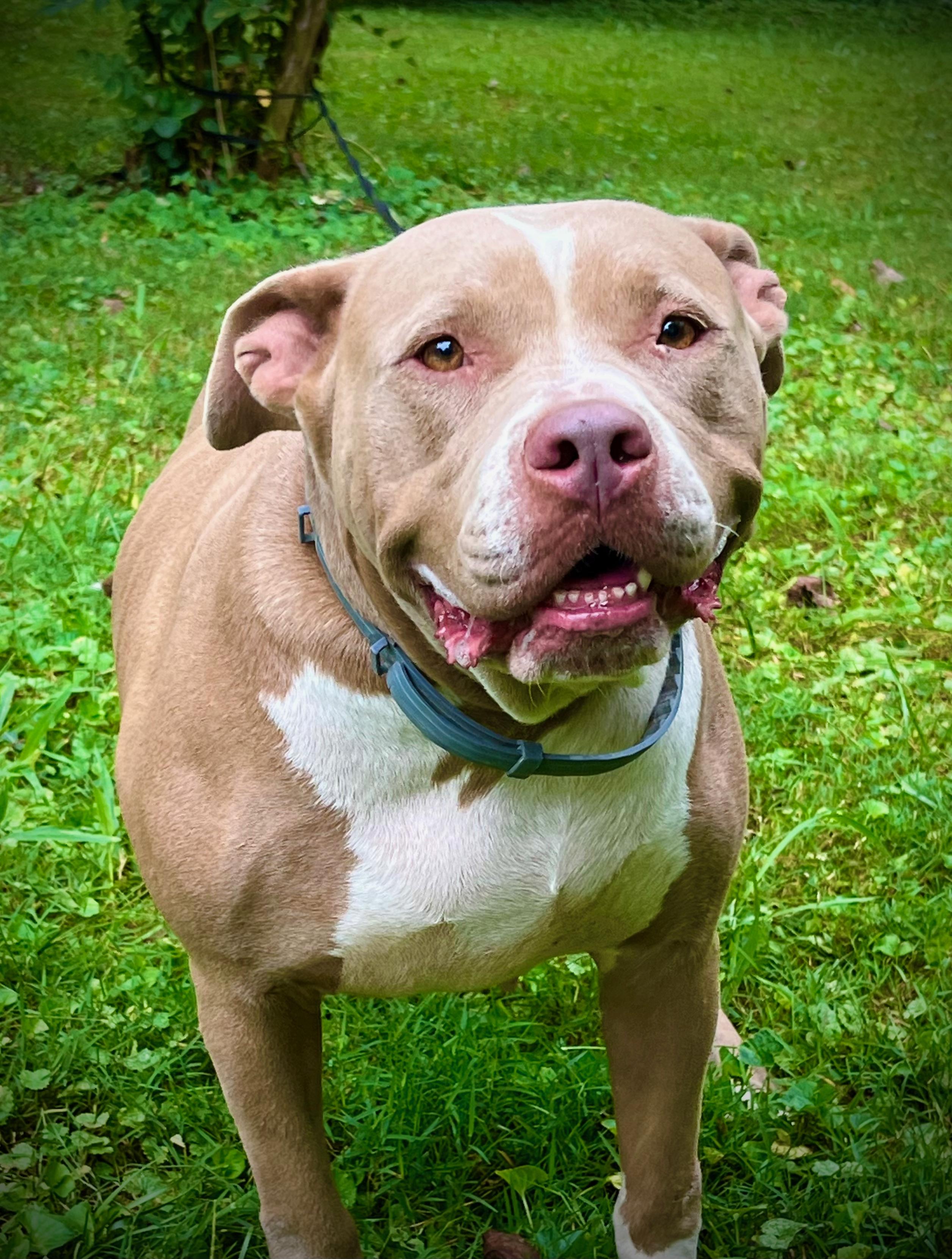 Enlarge Oaklyn, a Adoptable American Bully in Powell, TN image 4/6