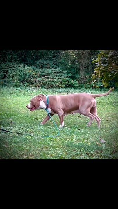Enlarge Oaklyn, a Adoptable American Bully in Powell, TN video 6/6