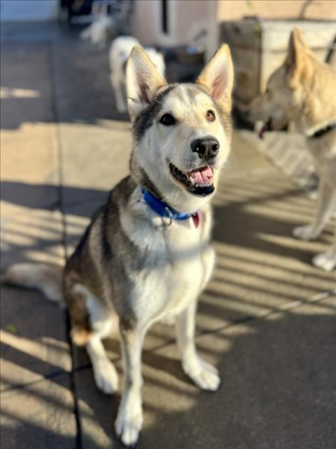 Enlarge KEESHA, a Adoptable Siberian Husky in Los Angeles, CA image 1/1