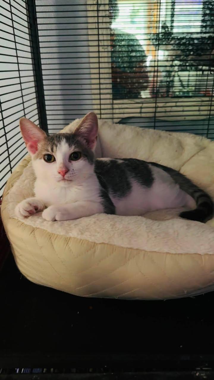 Enlarge Hoity Toity, a Adoptable Domestic Short Hair in Davison, MI image 2/2