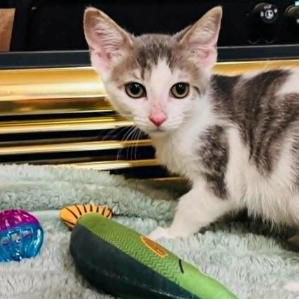 Enlarge Hoity Toity, a Adoptable Domestic Short Hair in Davison, MI image 1/2