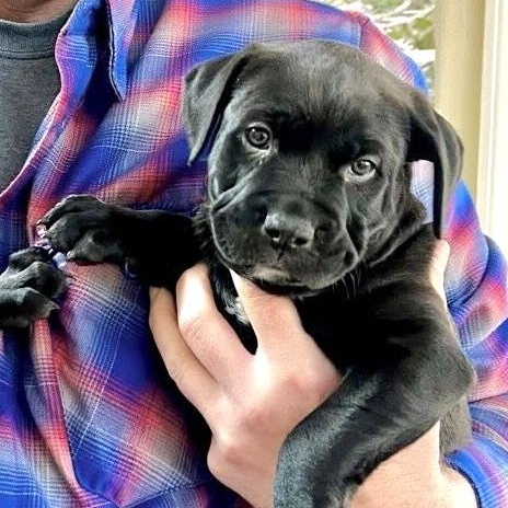 Enlarge BREE- Needs a forever home!, an adopted mixed breed in Birmingham, MI image 4/6