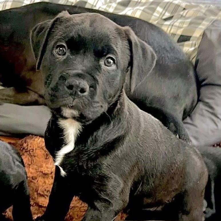 Enlarge BREE- Needs a forever home!, an adopted mixed breed in Birmingham, MI image 2/6