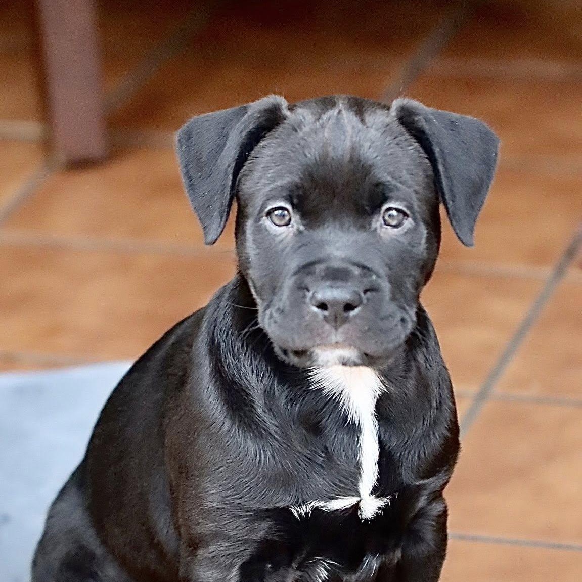 Enlarge BREE- Needs a forever home!, an adopted mixed breed in Birmingham, MI image 5/6
