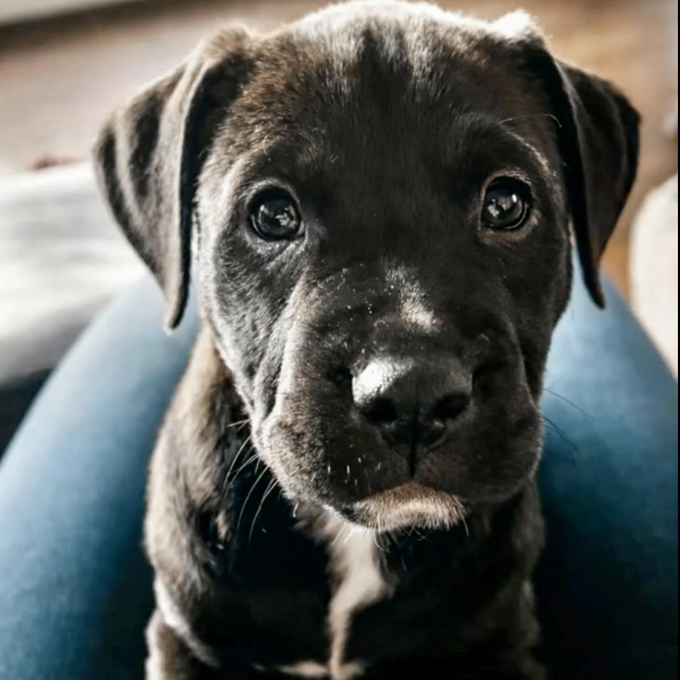 BREE- Needs a forever home!, adopted, Puppy Female Labrador Retriever.