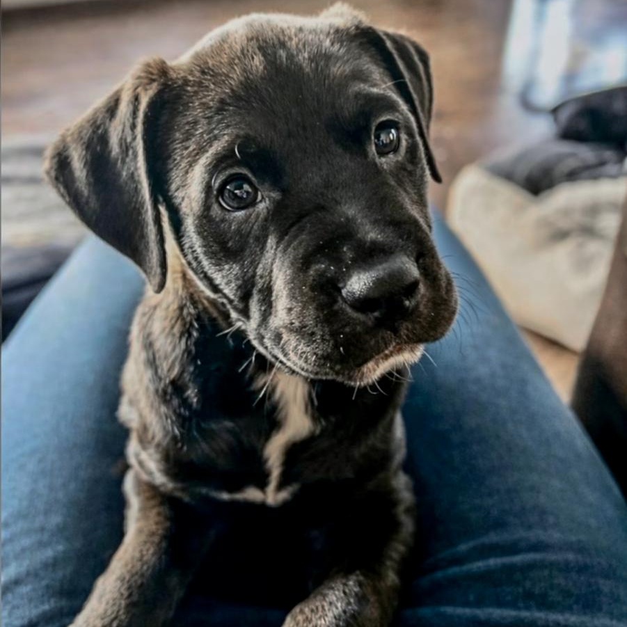 Enlarge BREE- Needs a forever home!, an adopted mixed breed in Birmingham, MI image 3/6