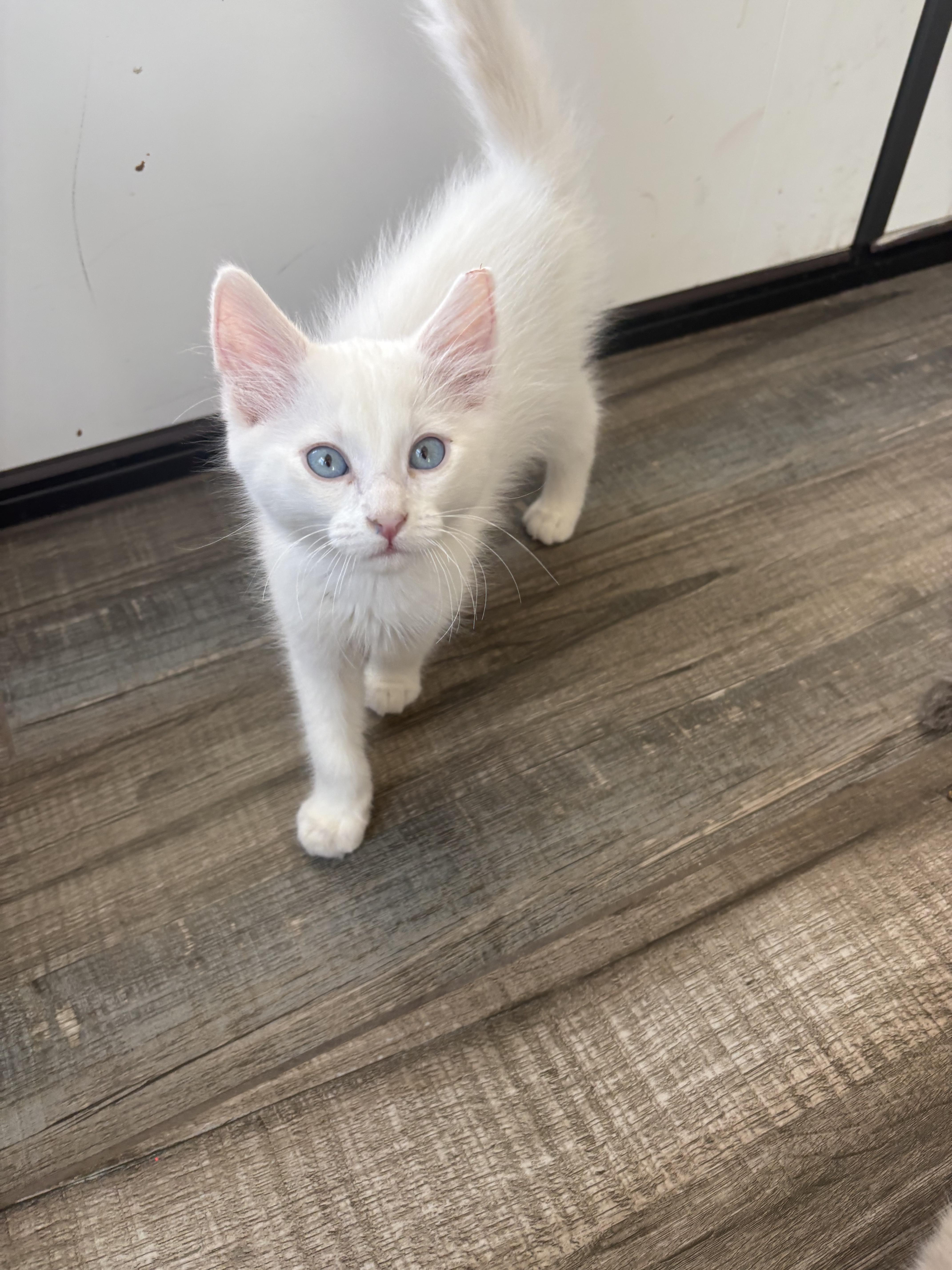 Dayton, a Adopted Domestic Medium Hair in Phoenix, AZ image 1/3