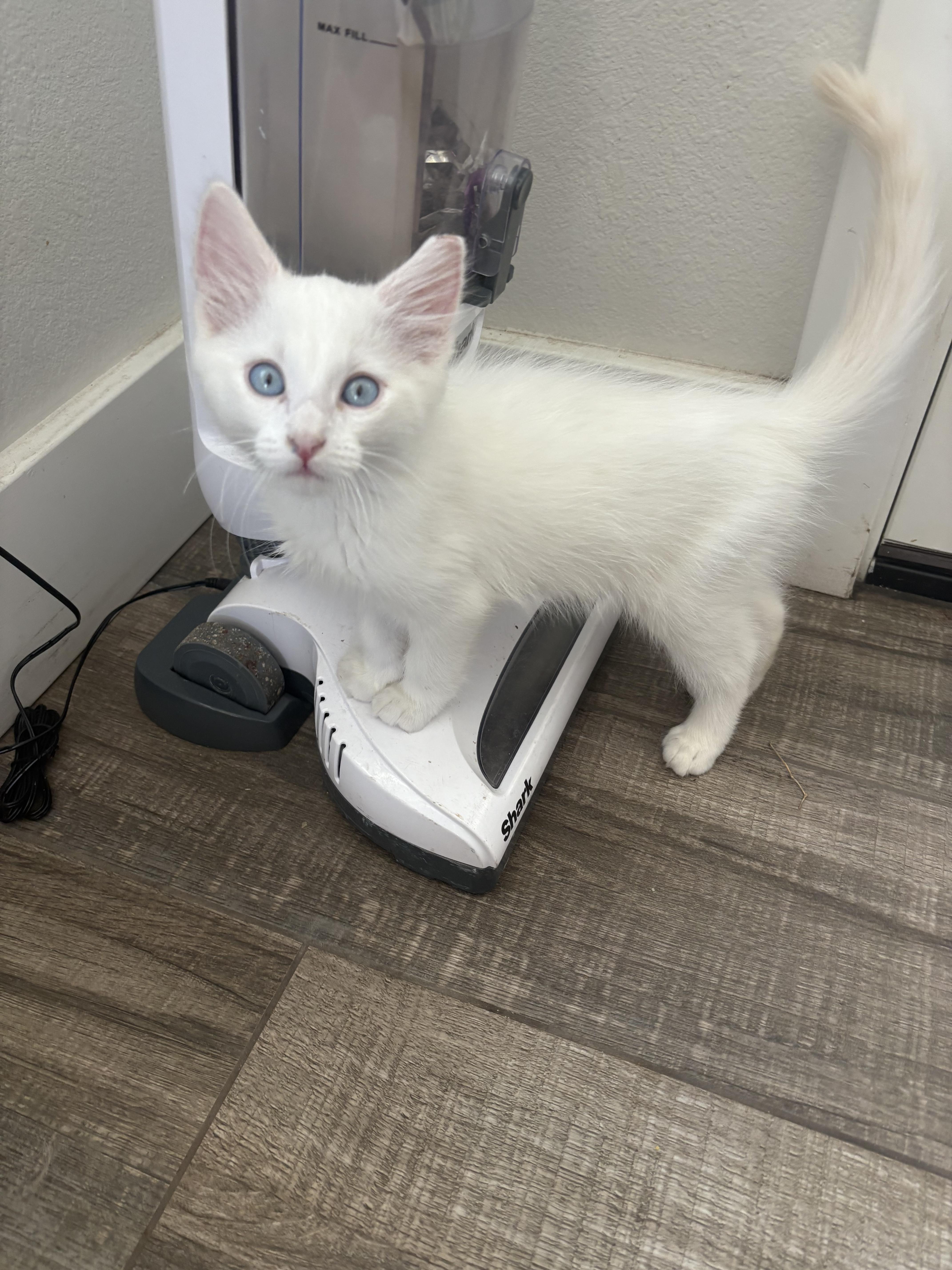 Dayton, a Adopted Domestic Medium Hair in Phoenix, AZ image 2/3