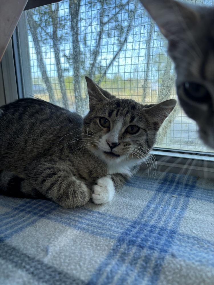 Helo, Adoptable, Kitten Male Domestic Short Hair.