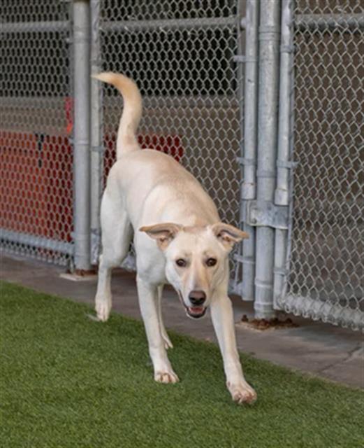 STERLING, Adoptable, Adult Female German Shepherd Dog & Mixed Breed.