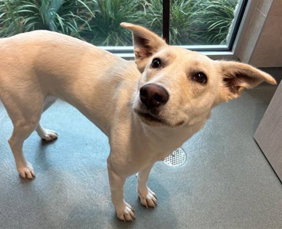 STERLING, Adoptable, Adult Female German Shepherd Dog & Mixed Breed.