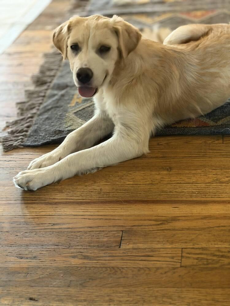 Enlarge RACHEL, a Adoptable Great Pyrenees in Thornton, CO image 1/5