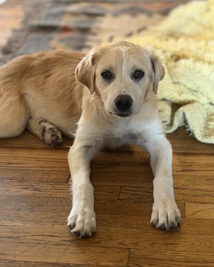 Enlarge RACHEL, a Adoptable Great Pyrenees in Thornton, CO image 2/5