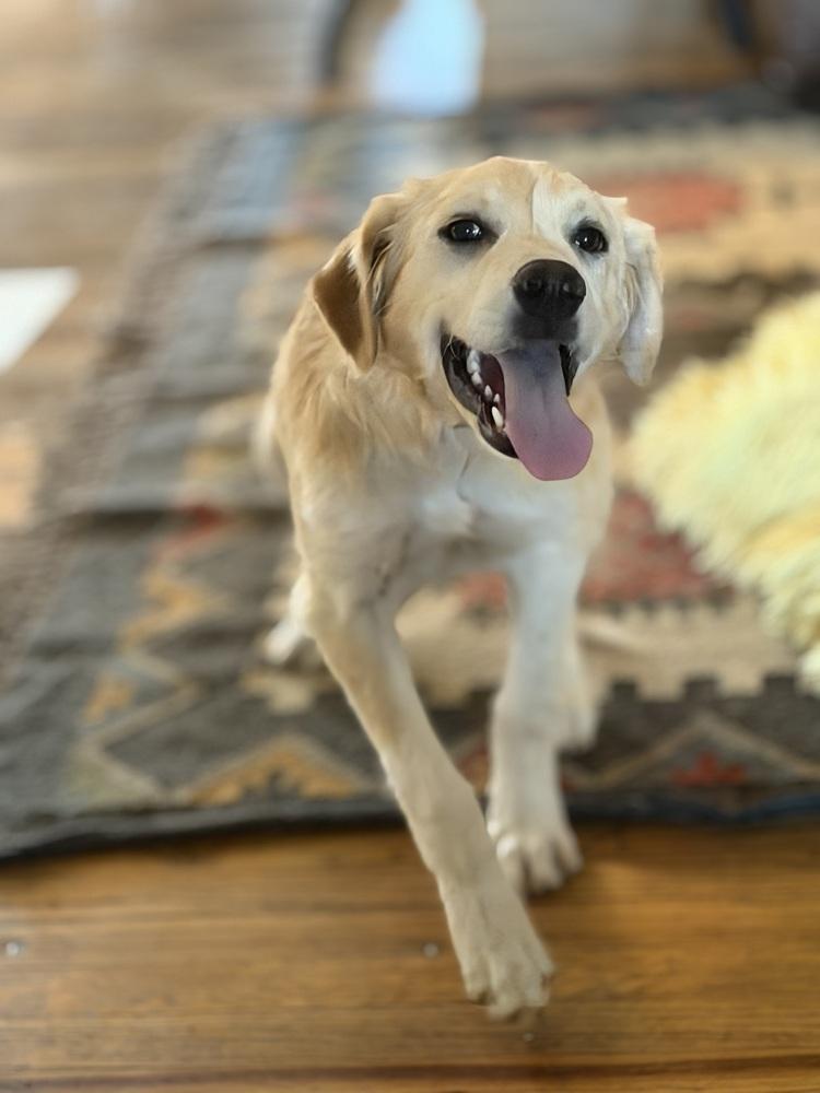 Enlarge RACHEL, a Adoptable Great Pyrenees in Thornton, CO image 3/5