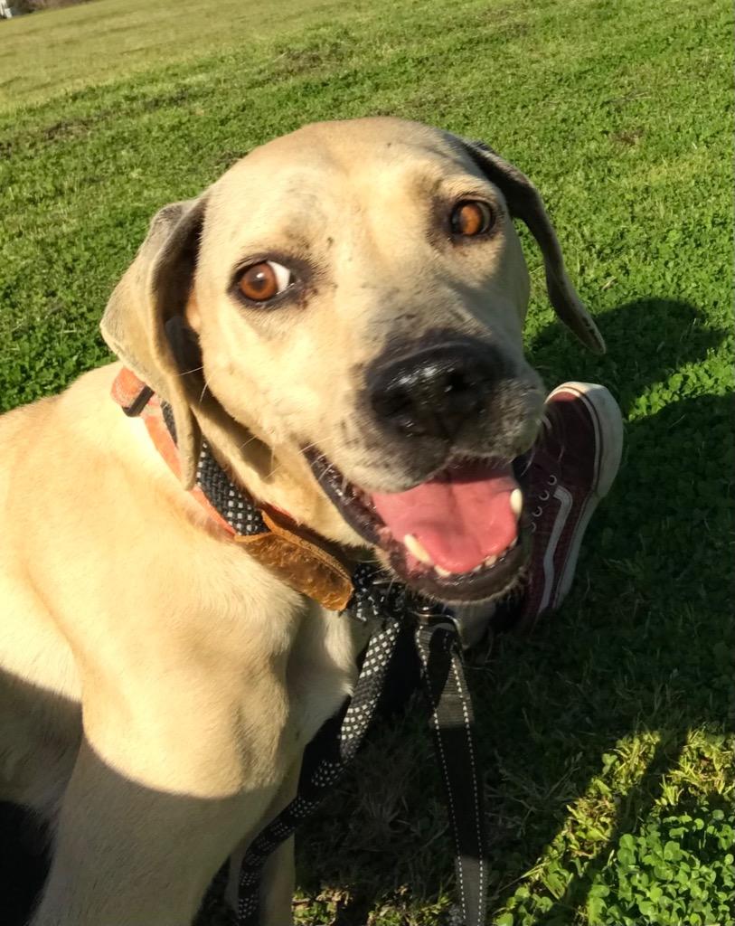 Enlarge BeBe, a Adoptable mixed breed in Saint Francisville, LA image 2/6