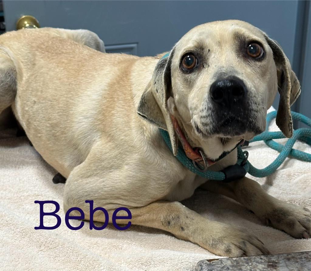 Enlarge BeBe, a Adoptable mixed breed in Saint Francisville, LA image 3/6