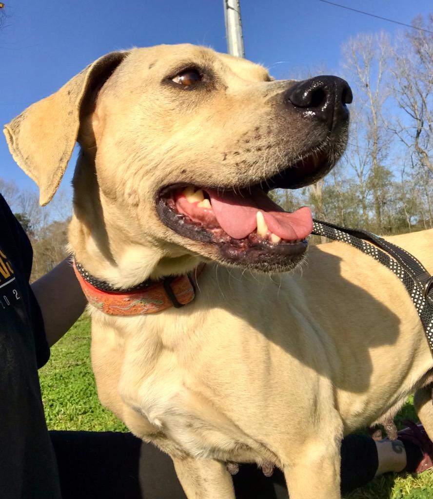 Enlarge BeBe, a Adoptable mixed breed in Saint Francisville, LA image 4/6