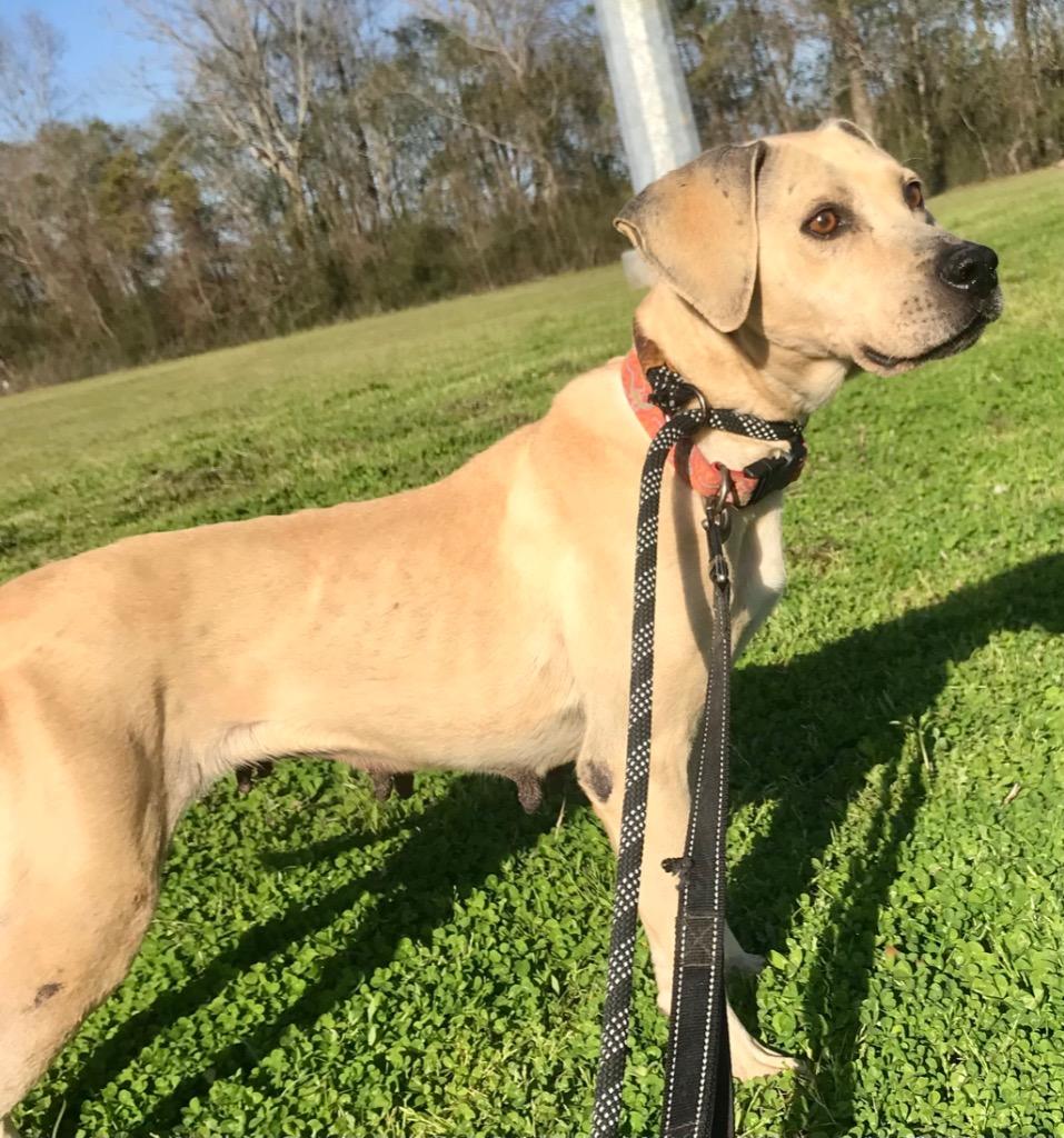 Enlarge BeBe, a Adoptable mixed breed in Saint Francisville, LA image 5/6