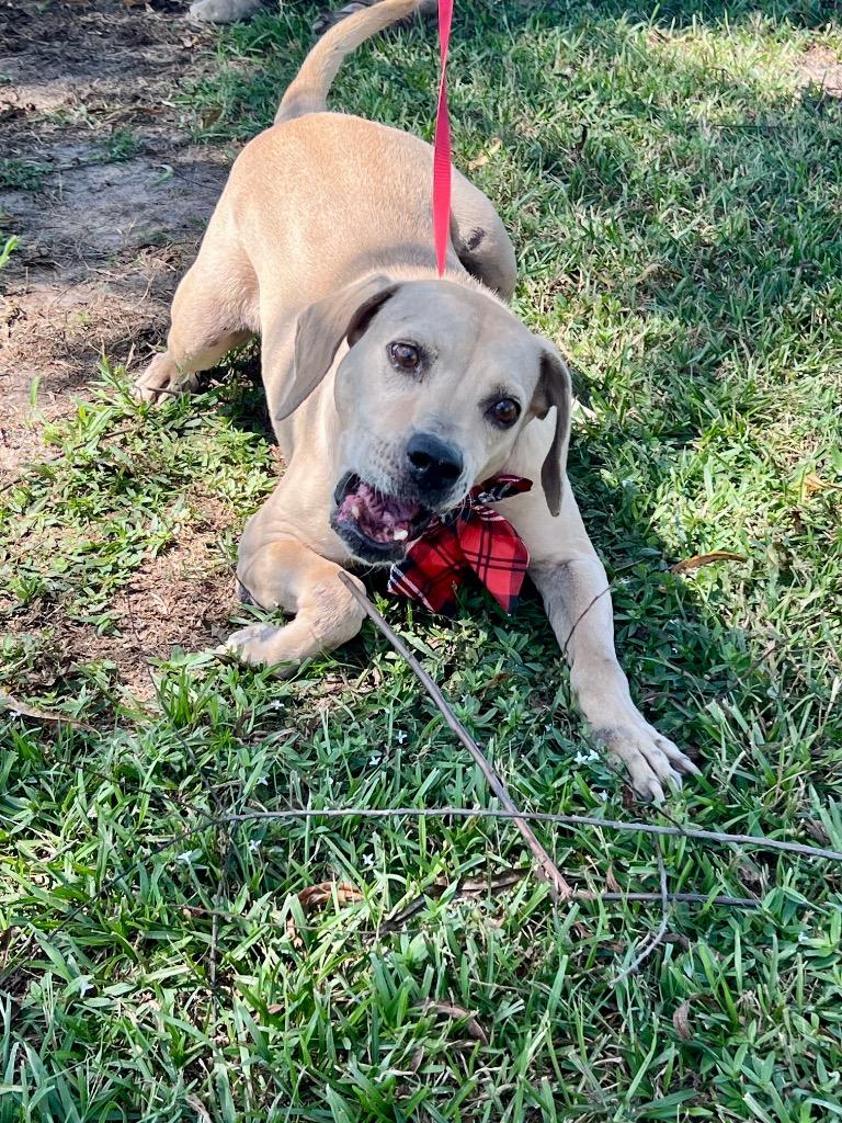 Enlarge BeBe, a Adoptable mixed breed in Saint Francisville, LA image 6/6