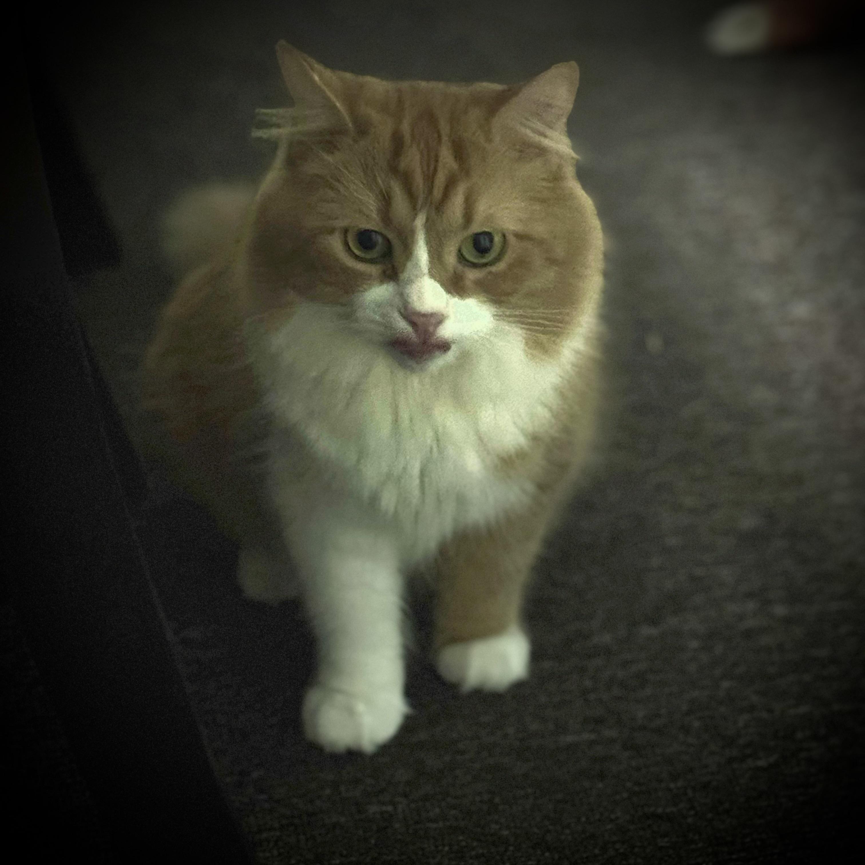 Enlarge Tank, a Adoptable Domestic Long Hair in Pottsville, PA image 1/5