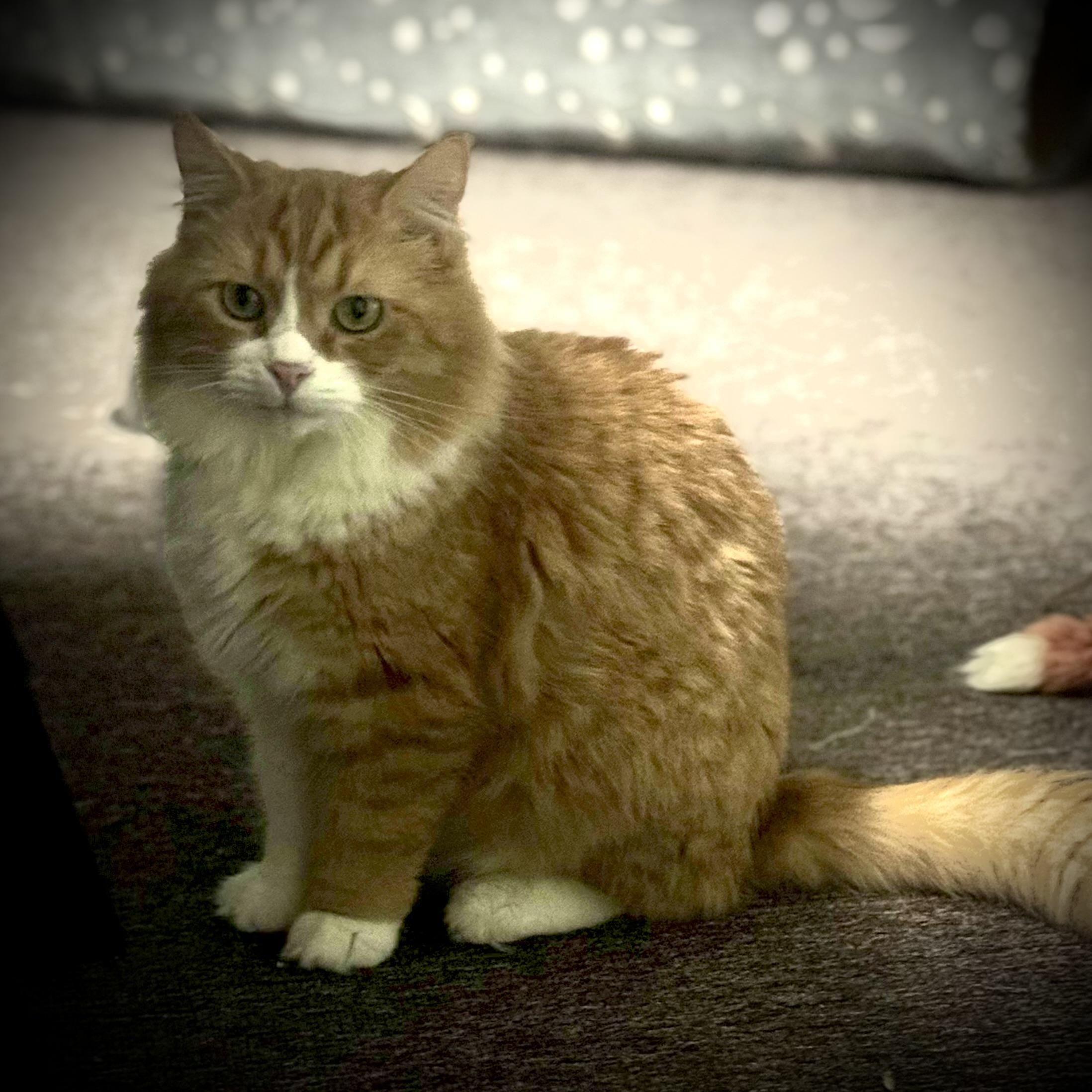 Enlarge Tank, a Adoptable Domestic Long Hair in Pottsville, PA image 2/5