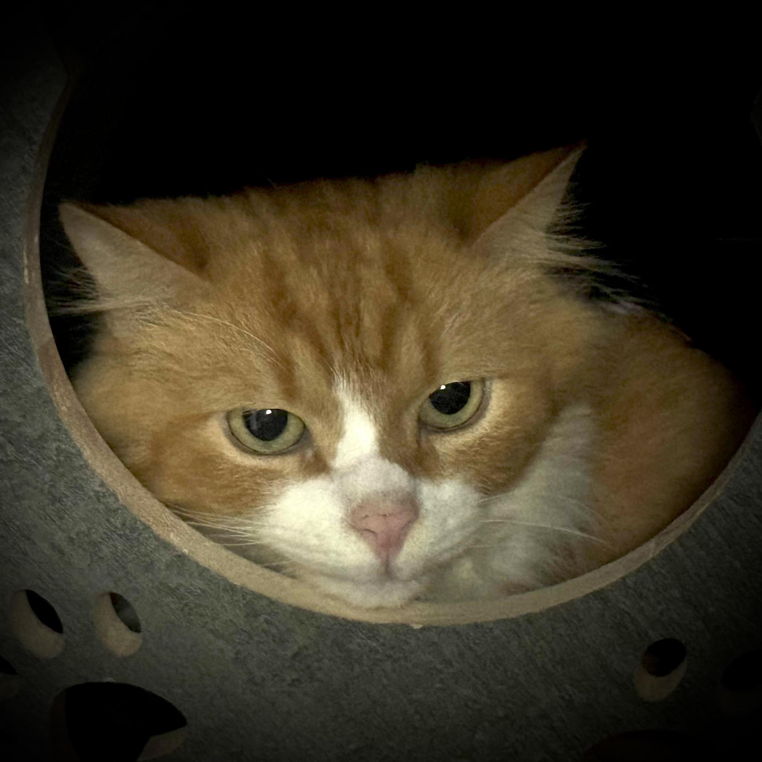 Enlarge Tank, a Adoptable Domestic Long Hair in Pottsville, PA image 4/5