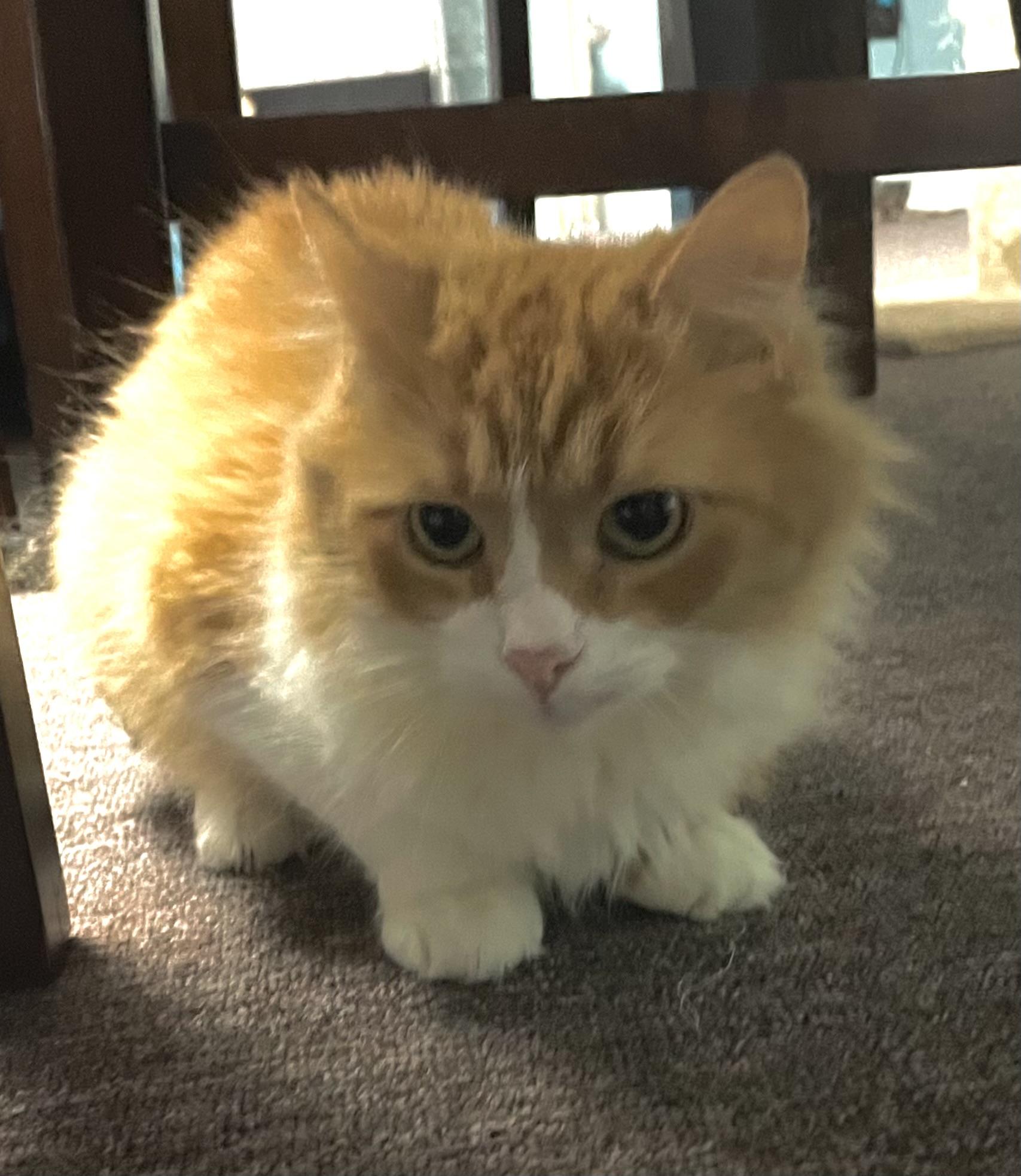 Enlarge Tank, a Adoptable Domestic Long Hair in Pottsville, PA image 5/5