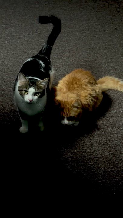 Enlarge Tank, a Adoptable Domestic Long Hair in Pottsville, PA video 6/6