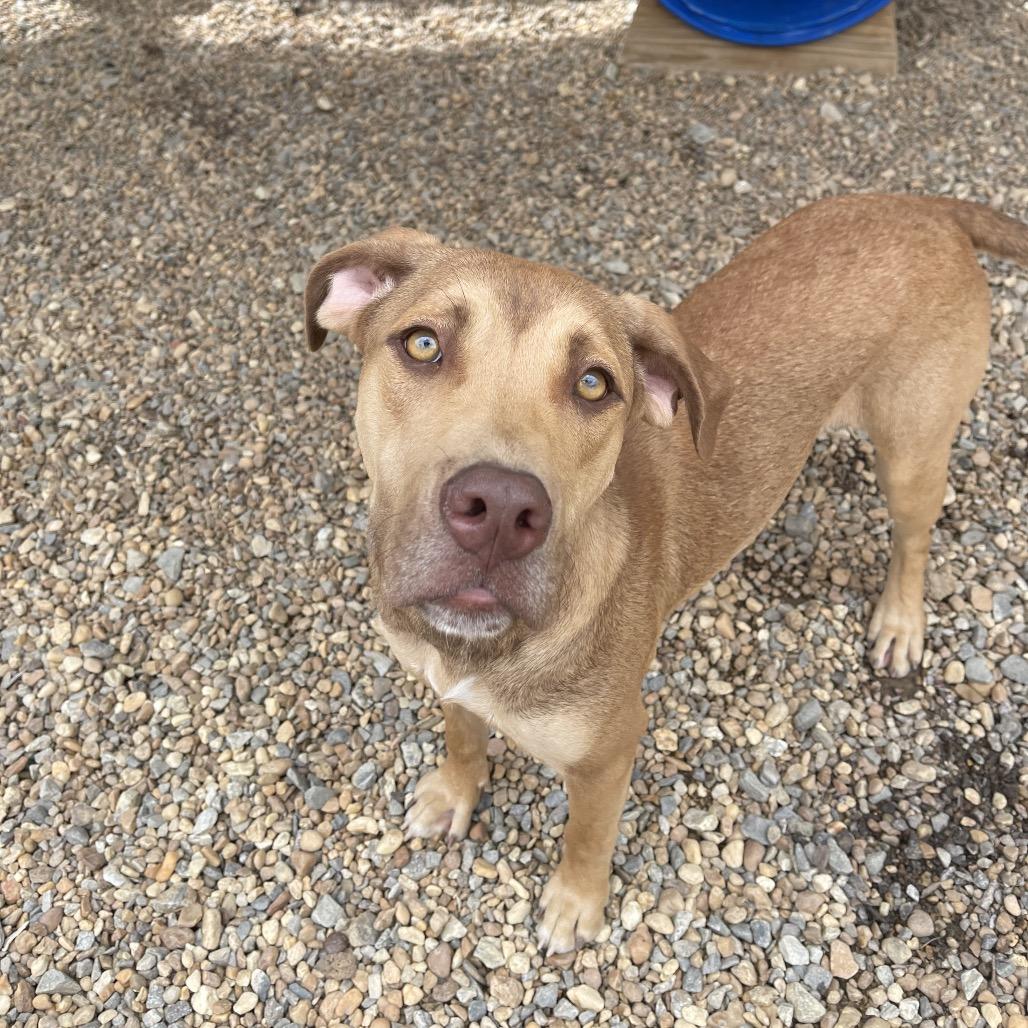 Enlarge Fiona, a Adoptable American Staffordshire Terrier in Blairsville, GA image 1/6