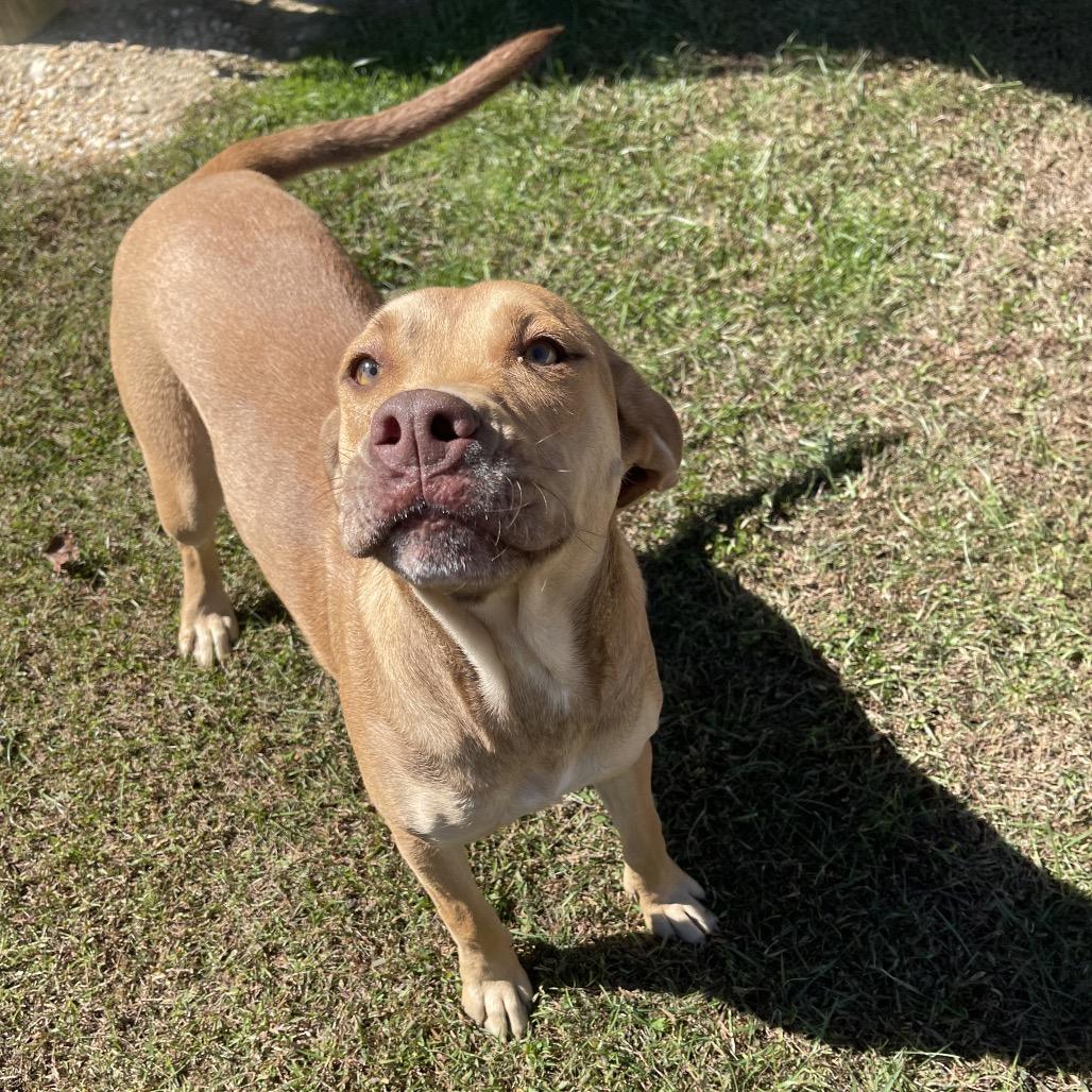 Enlarge Fiona, a Adoptable American Staffordshire Terrier in Blairsville, GA image 2/6