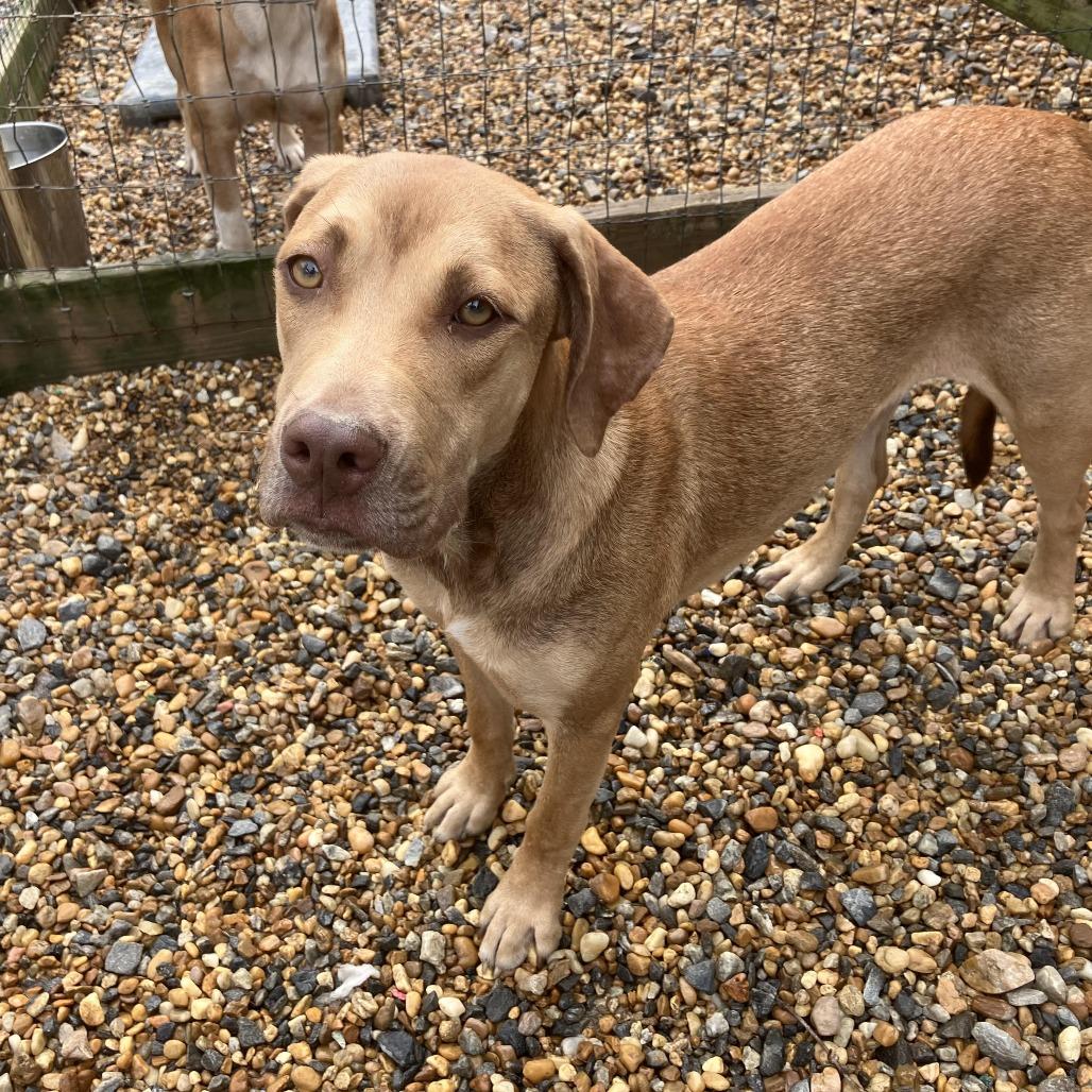 Enlarge Fiona, a Adoptable American Staffordshire Terrier in Blairsville, GA image 2/6