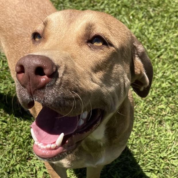 Enlarge Fiona, a Adoptable American Staffordshire Terrier in Blairsville, GA image 3/6