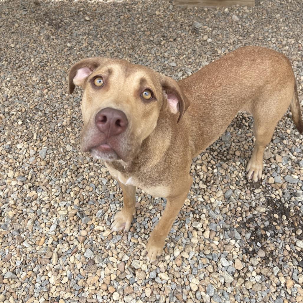 Enlarge Fiona, a Adoptable American Staffordshire Terrier in Blairsville, GA image 5/6