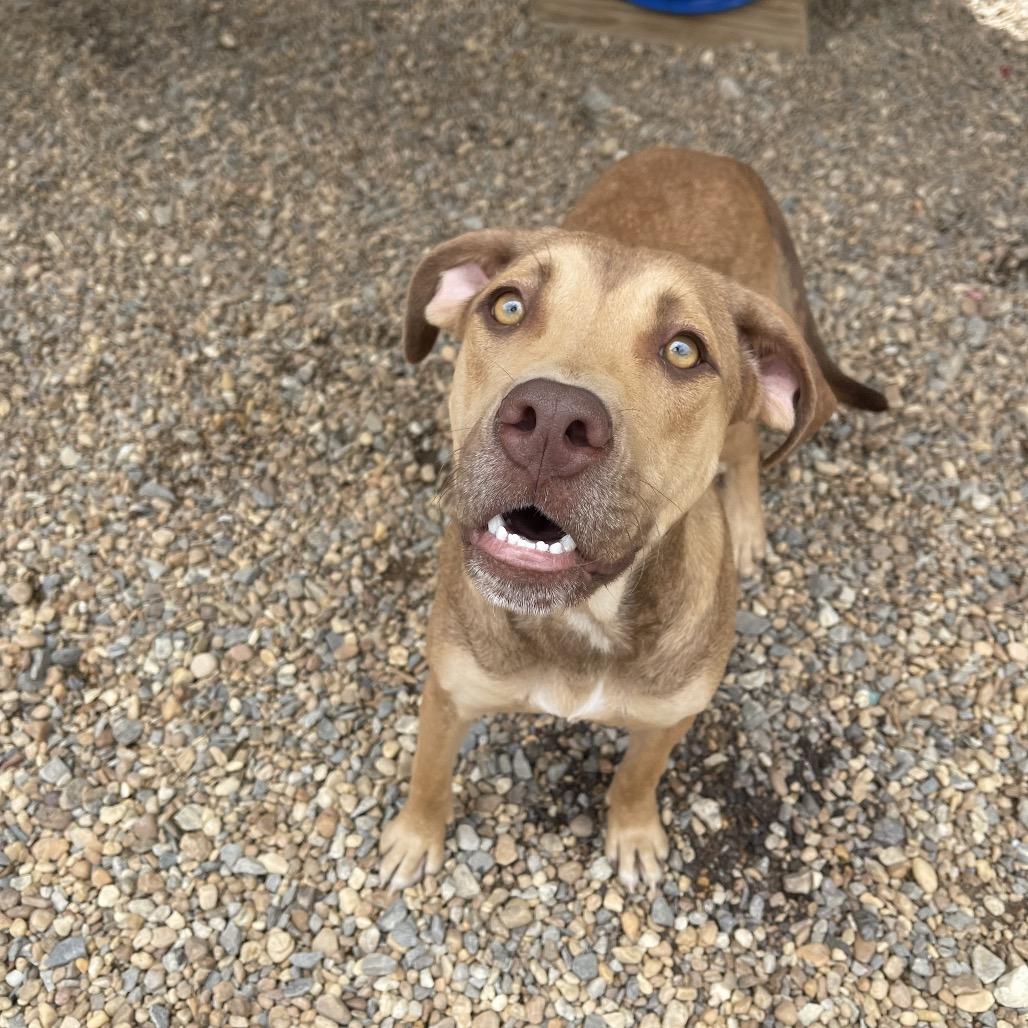 Enlarge Fiona, a Adoptable American Staffordshire Terrier in Blairsville, GA image 6/6