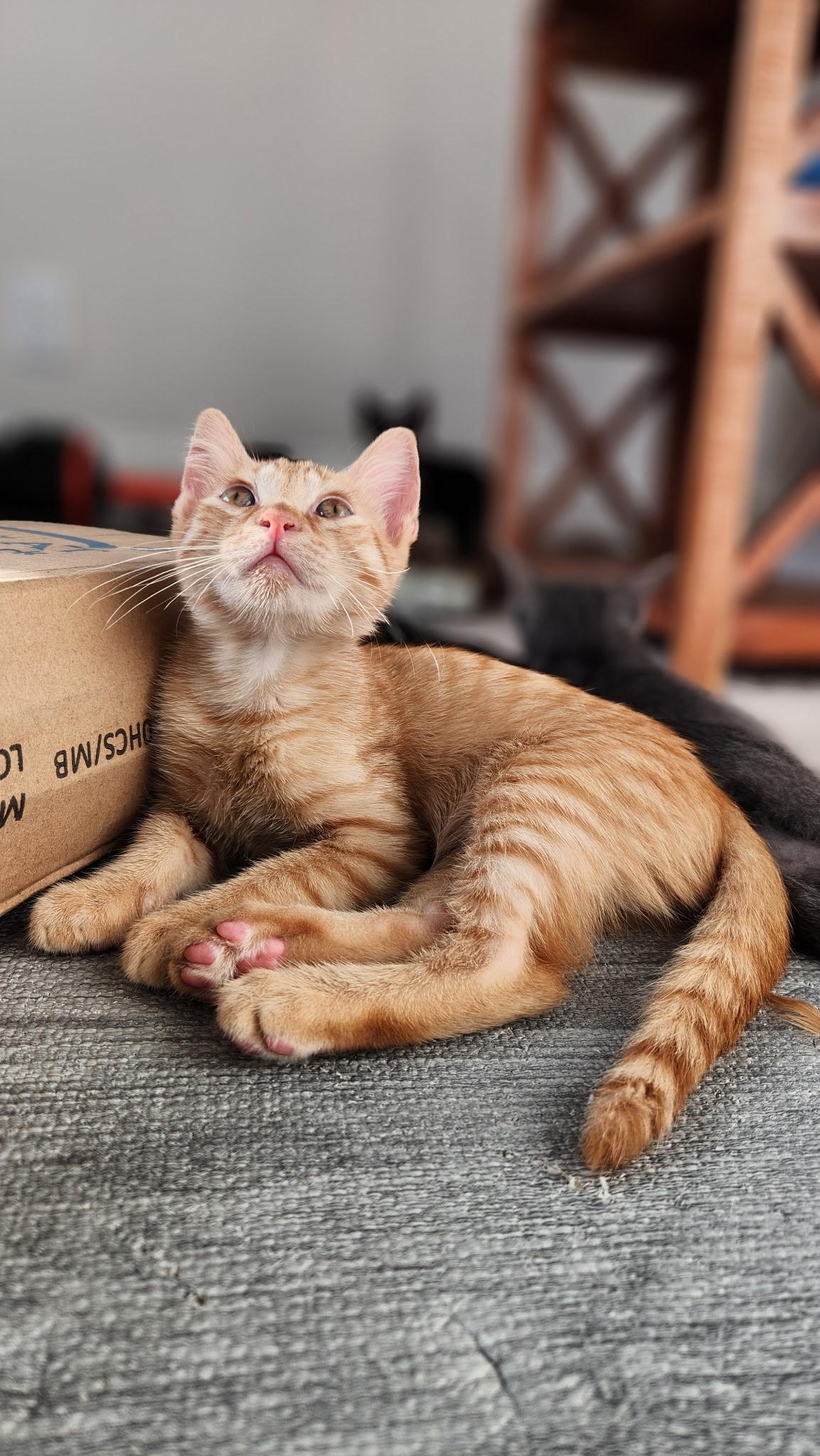 Enlarge Mango- Riley Fuzzell, an adopted Domestic Short Hair in Spring, TX image 2/5