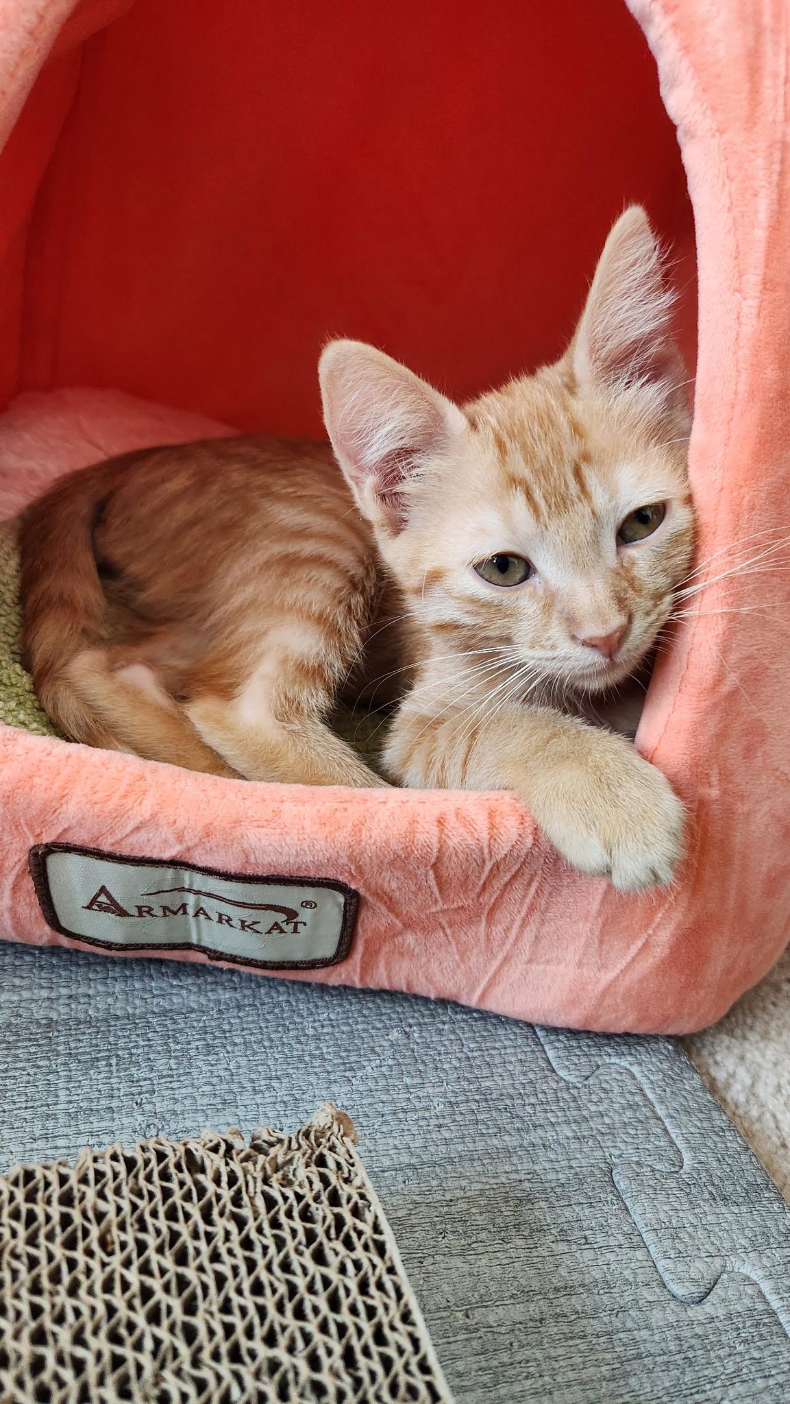 Enlarge Mango- Riley Fuzzell, an adopted Domestic Short Hair in Spring, TX image 5/5