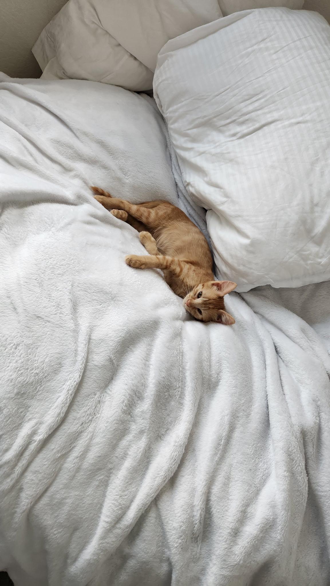 Enlarge Mango- Riley Fuzzell, an adopted Domestic Short Hair in Spring, TX image 4/5
