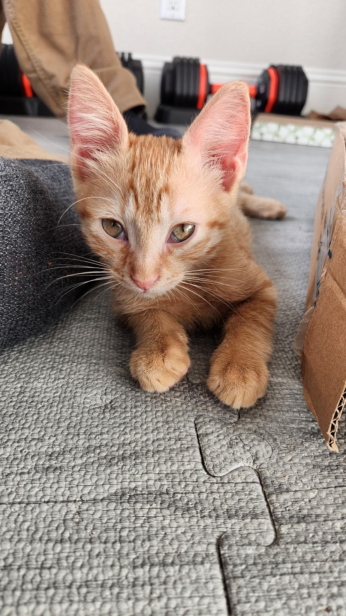 Enlarge Mango- Riley Fuzzell, an adopted Domestic Short Hair in Spring, TX image 3/5