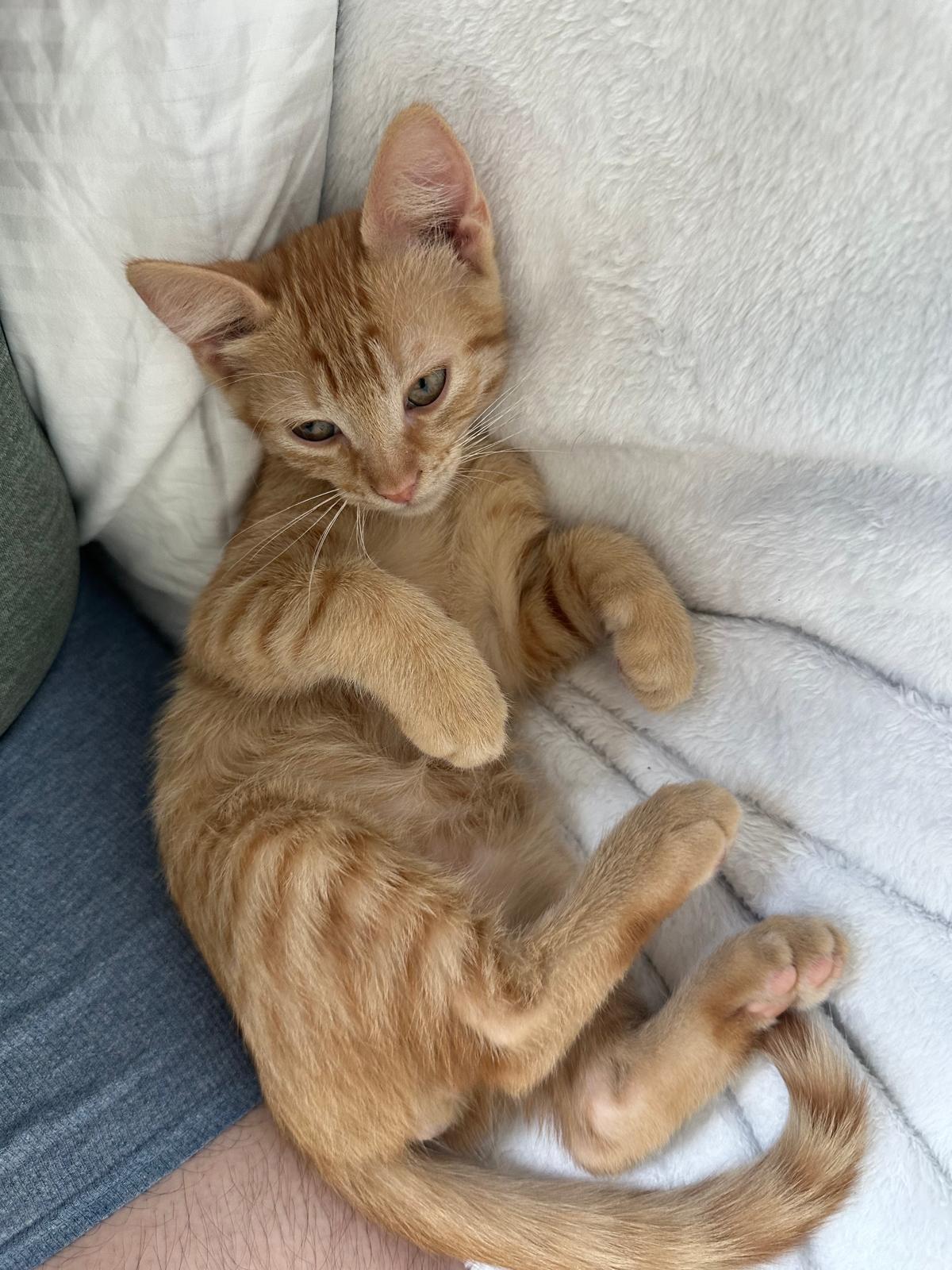 Mango- Riley Fuzzell, adopted, Kitten Male Domestic Short Hair.