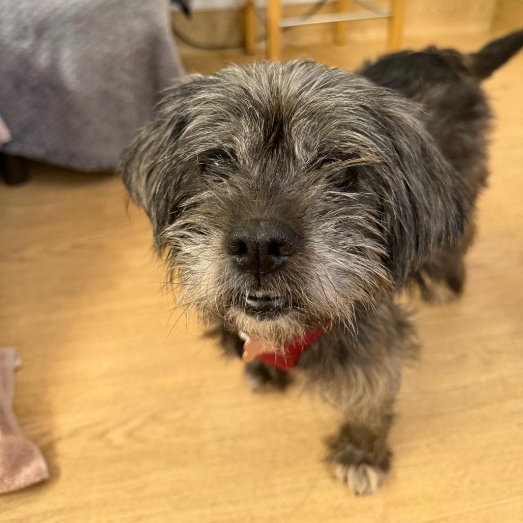 Opal 14169, Adoptable, Senior Female Poodle & Terrier.