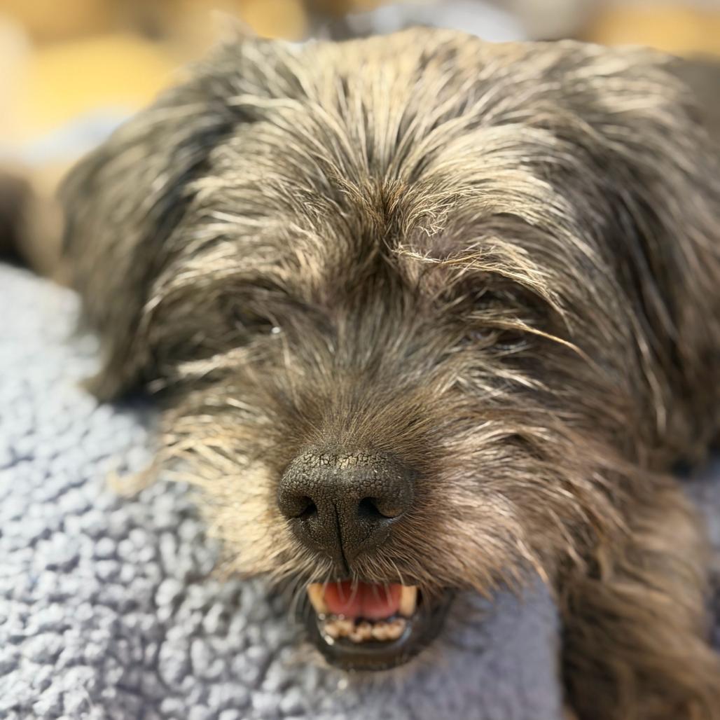 Opal 14169, a Adoptable mixed breed in San Francisco, CA image 2/6