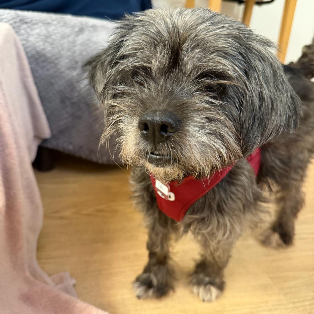 Opal 14169, a Adoptable mixed breed in San Francisco, CA image 3/6
