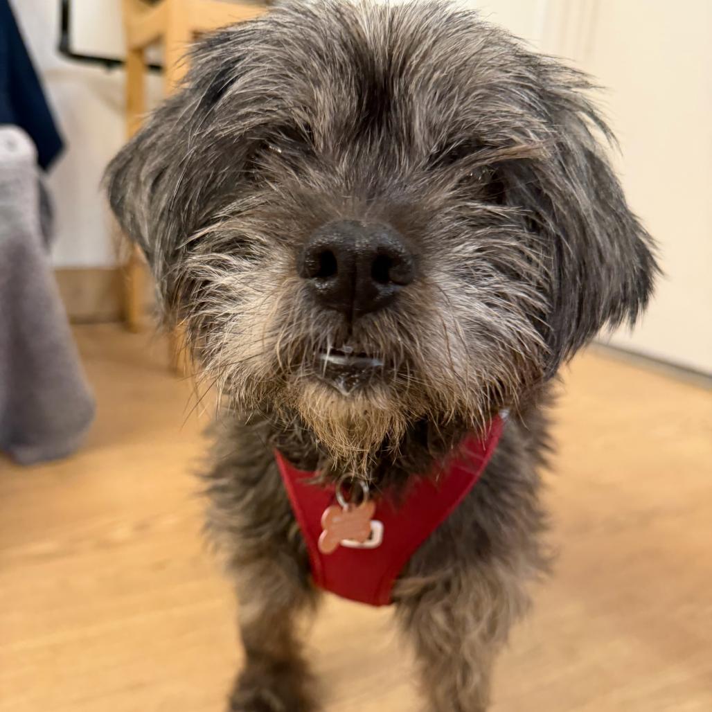 Opal 14169, a Adoptable mixed breed in San Francisco, CA image 4/6