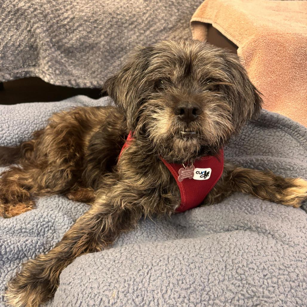 Opal 14169, a Adoptable mixed breed in San Francisco, CA image 5/6