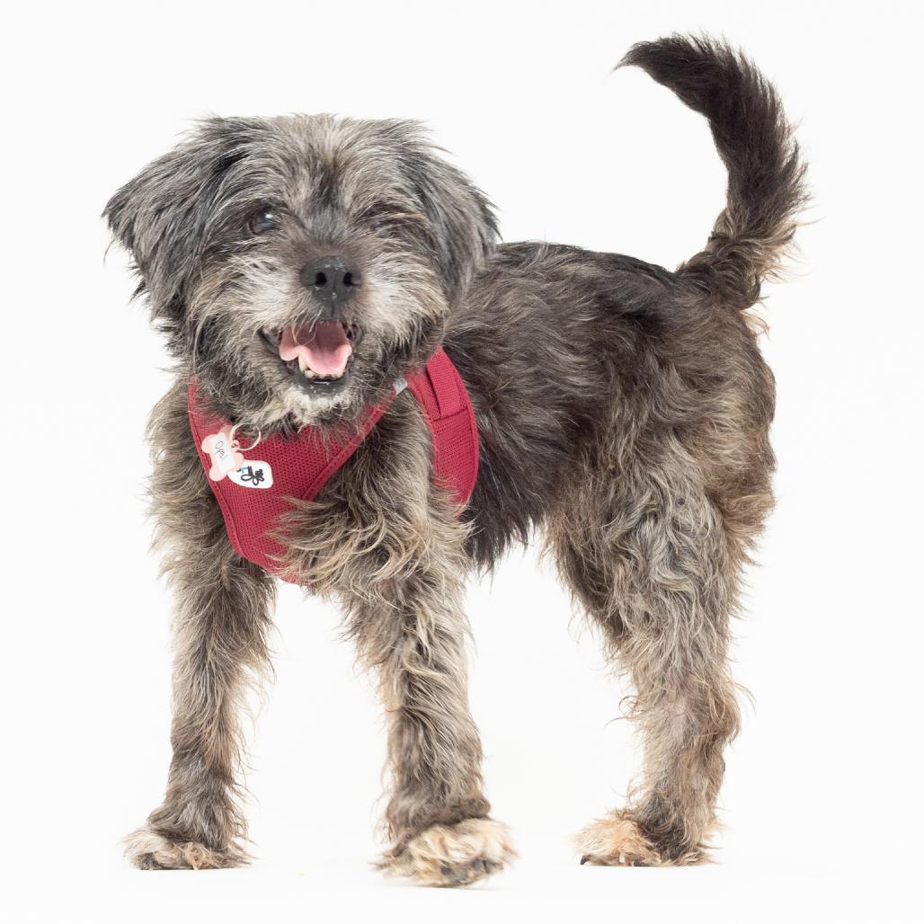 Opal 14169, a Adoptable mixed breed in San Francisco, CA image 6/6