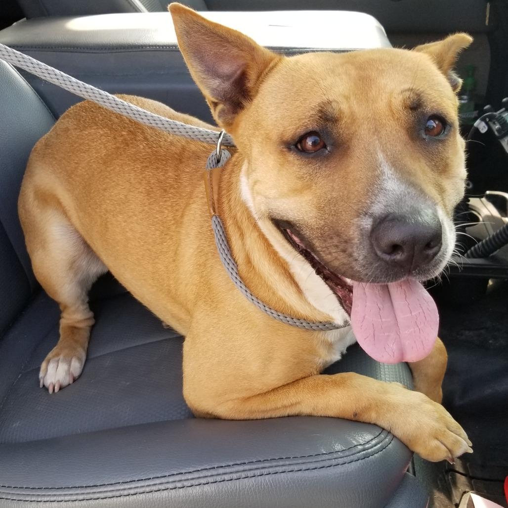 Enlarge Miko, a Adoptable mixed breed in Portland, TX image 1/1