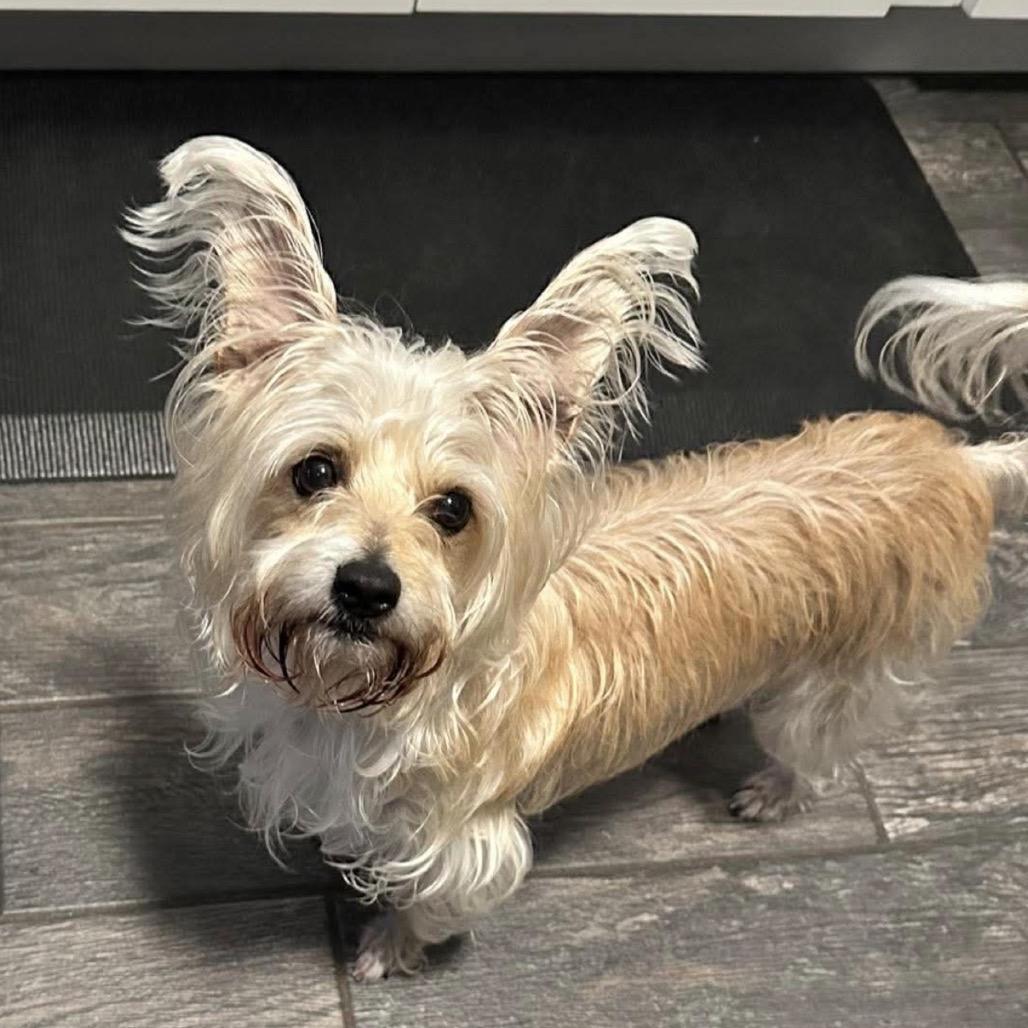 Obi, Adoptable, Senior Male Silky Terrier.