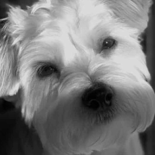 Obi, a Adoptable Maltese in Gulfport, MS image 1/6