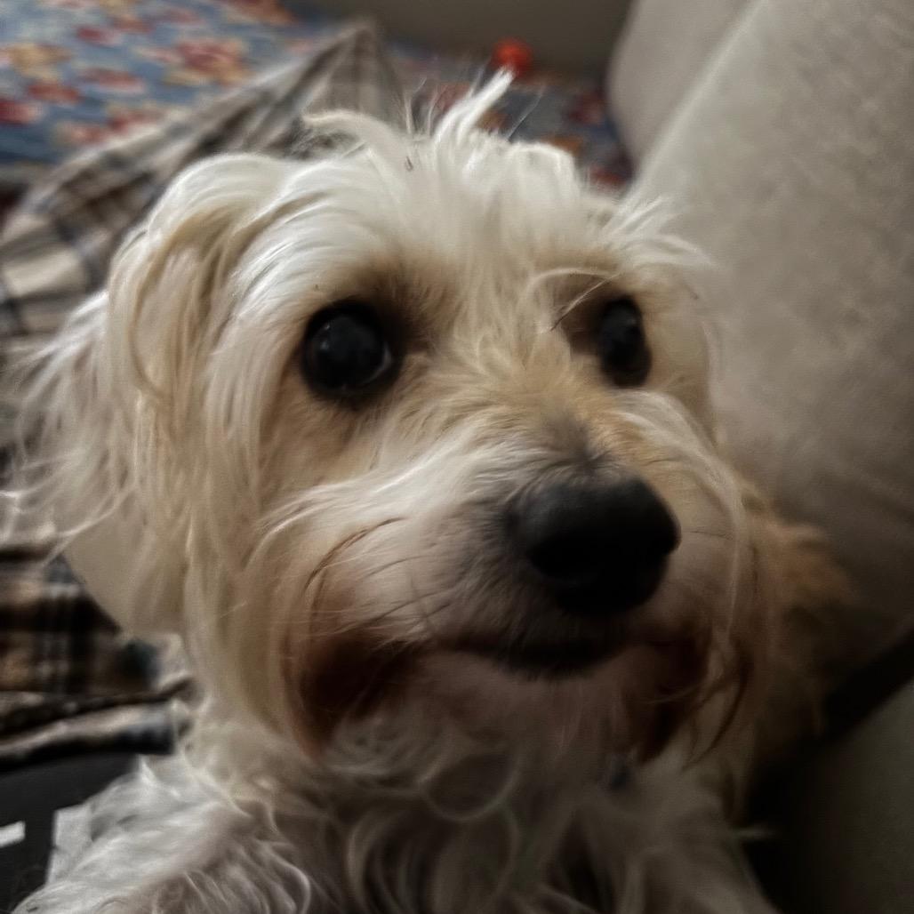 Enlarge Obi, a Adoptable Silky Terrier in Gulfport, MS image 3/6